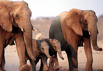 Cape Town - Safari - South Africa