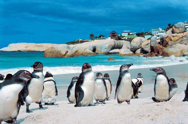 South Africa - Cape Town - Tours - Penguins - Boulder's Beach