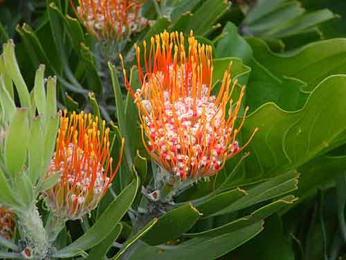 Cape Town - South Africa - Tours - Kirstenbosch