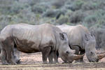 Safari - Cape Town - South Africa - Aquila